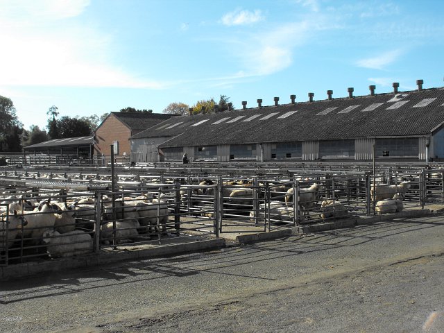 Livestock Market Project1